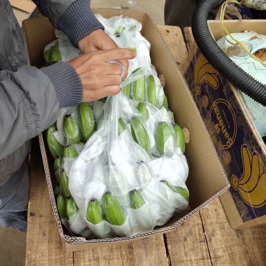 金平县 香蕉