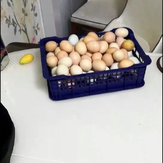 梨树县 散养鸡蛋