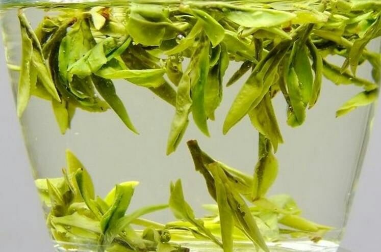 昭平县碧螺春 清明茶