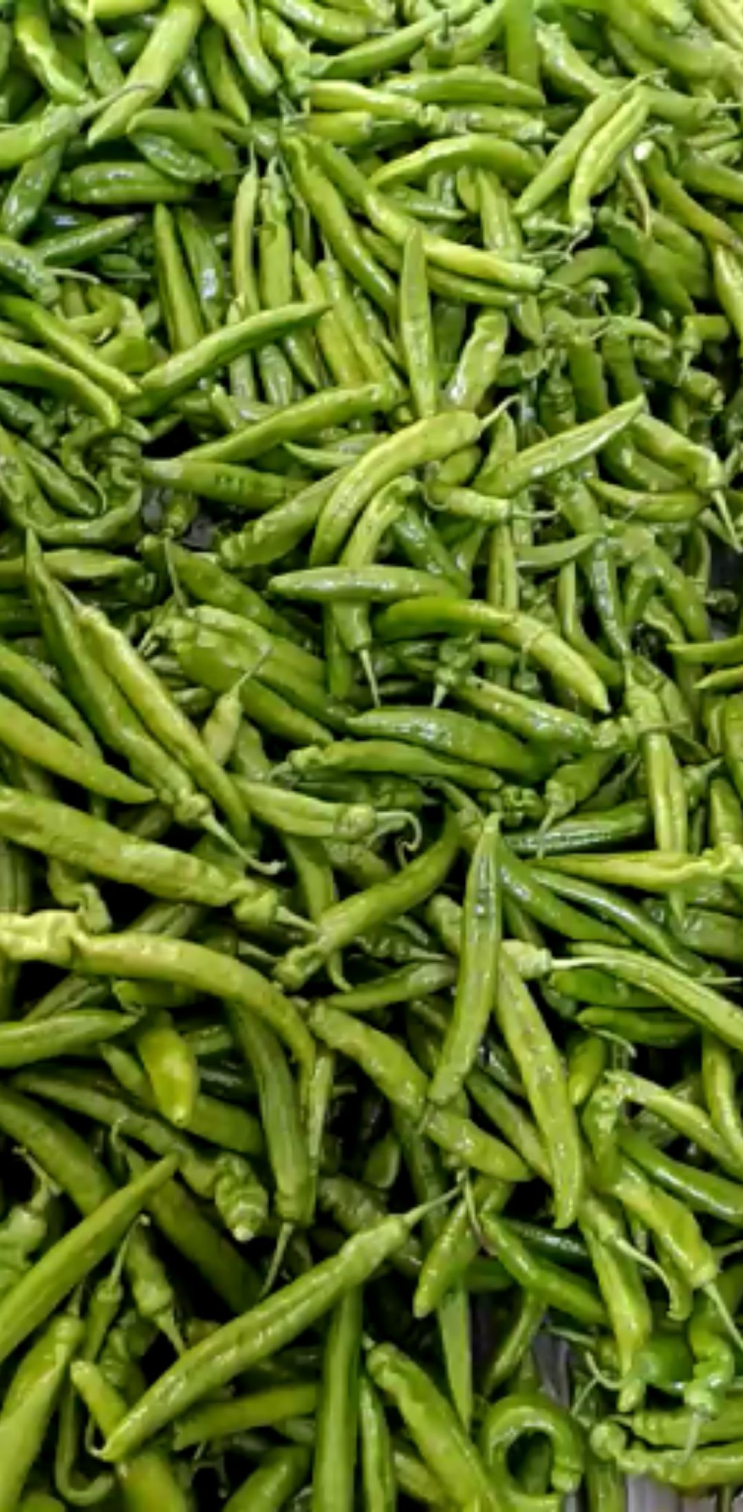 辽宁省锦州市北镇窟窿台蔬菜批发市场尖椒大量上市啦