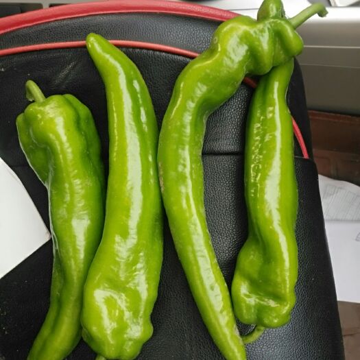 青冈县牛角椒 15~20cm 中辣 靑色
