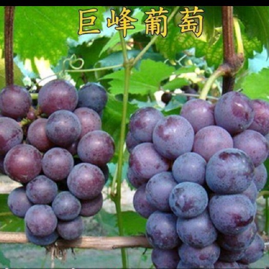 三台县巨峰葡萄苗