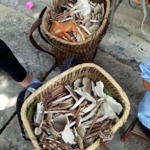 安龙县鸡枞菌 鲜鸡枞菌