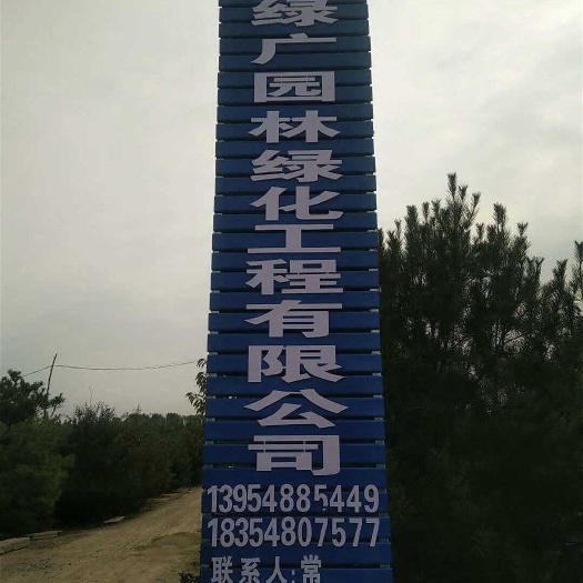 泰安 泰安白皮松