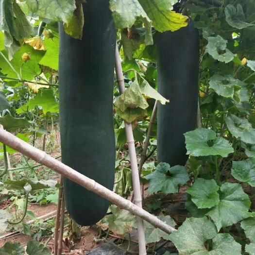 郸城县 黑皮吊冬瓜