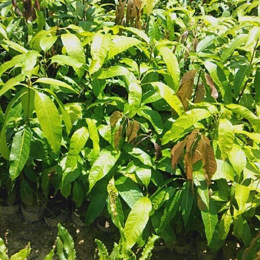 景东县芒果直生苗（实生苗） 芒果植生苗