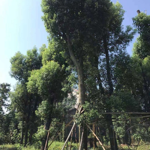 漳浦县 各种规格骨架香樟产地直销，价格优惠，欢迎选购