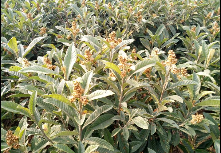 大五星枇杷苗 一手货源！品质保证！