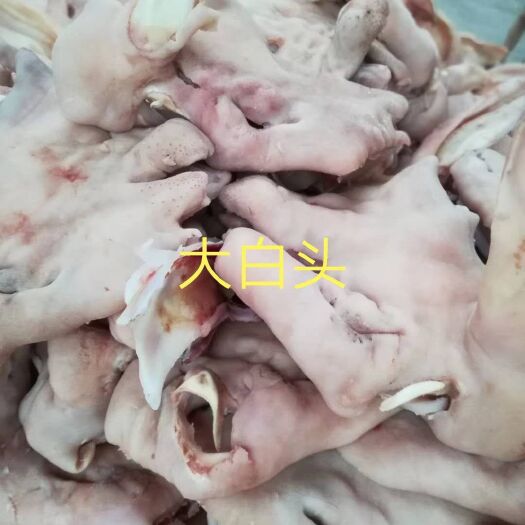 中牟县羊头 大白头