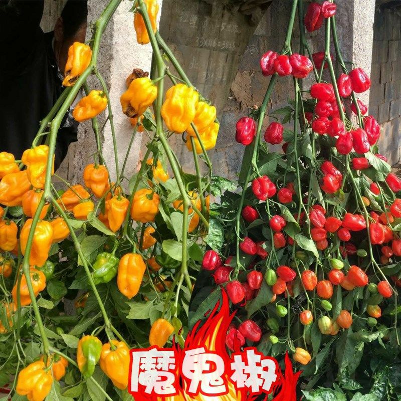 邵东市 魔鬼椒辣椒种子超辣高产秋季四季播易种植蔬菜籽海南灯笼椒种苗子