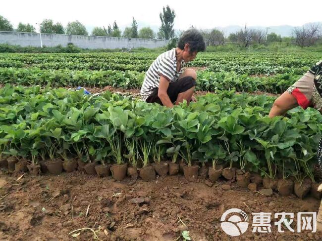 法兰地草莓苗  草莓苗自育基地 章姬 红颜 法兰地 白雪公主草莓苗