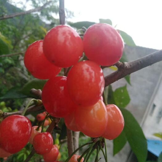 苍溪县玛瑙红樱桃树苗