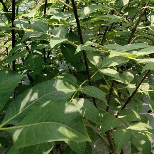 河池 广西中花吴茱萸苗
