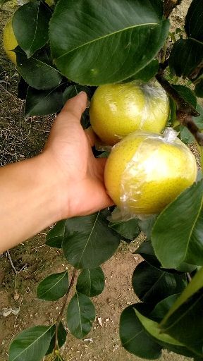 黄骅市 自己家20亩皇冠梨已经成熟，纸袋膜袋都有，欢迎采购！