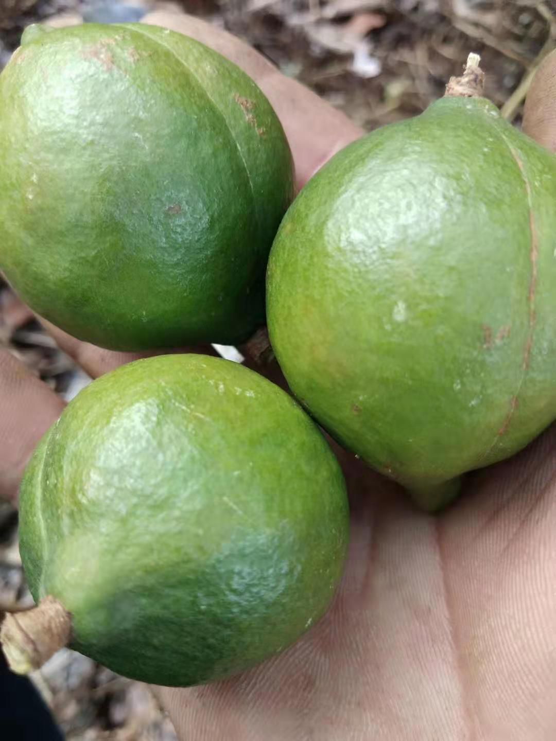 夏威夷果 夏威夷干果