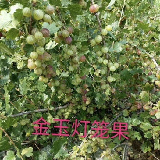 泰安 灯笼果苗 金玉灯笼果苗包成活包结果包技术！