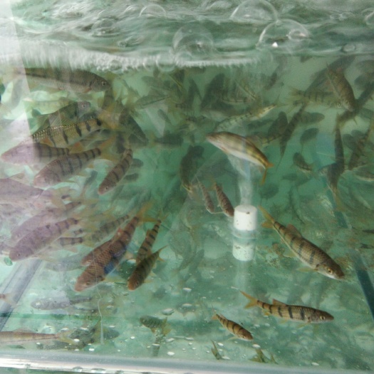 淳安县 溪水石斑鱼，鲜活