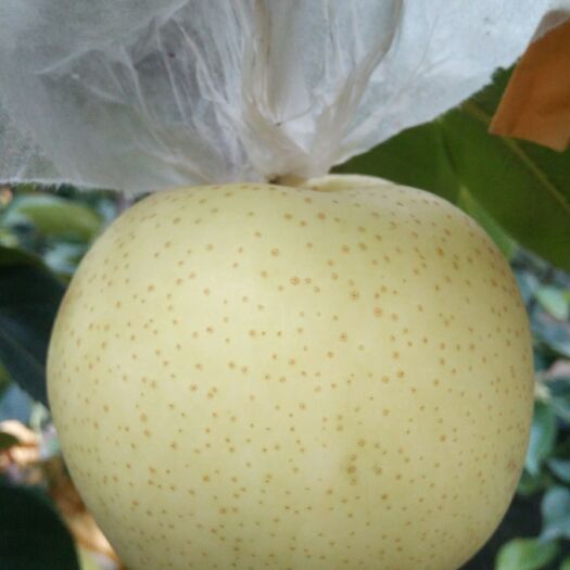 西华县黄金梨 80mm以上 300-350g
