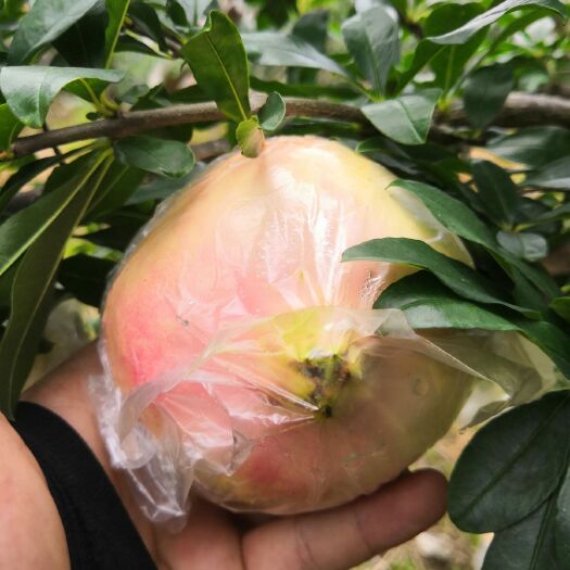 蒙自市云南蒙自石榴一手货源自家有果一件代发