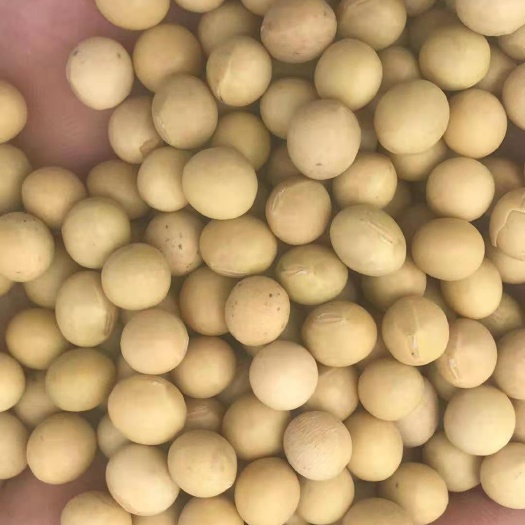 临清市黄大豆 生大豆 1等品