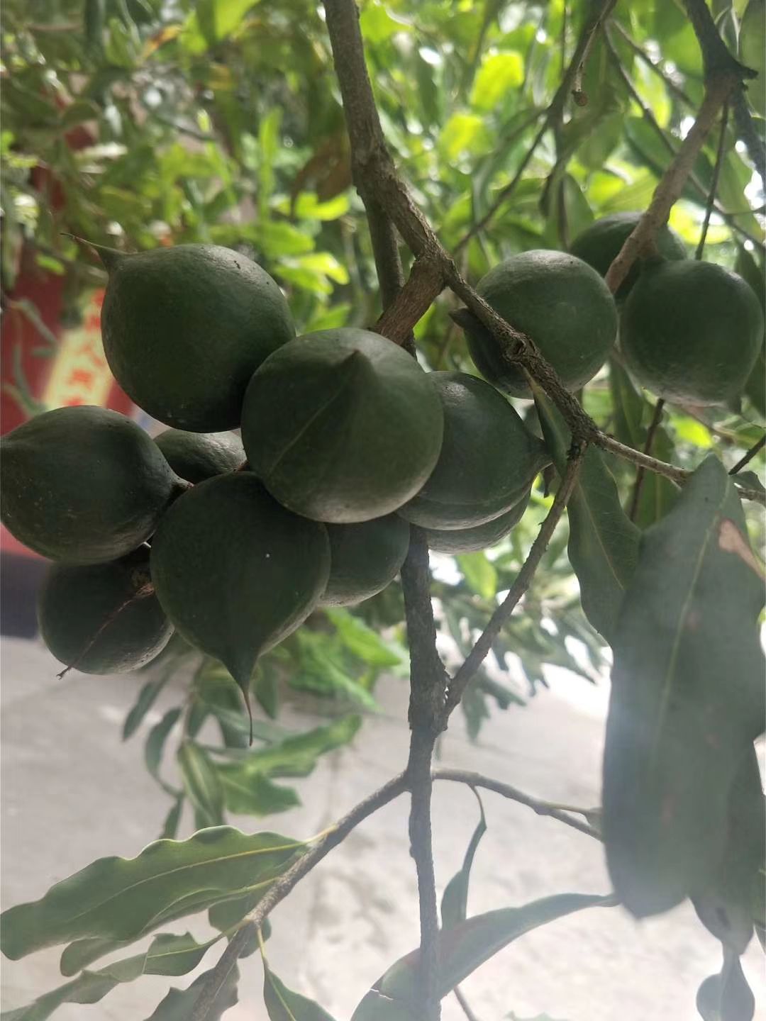 夏威夷果 夏威夷干果