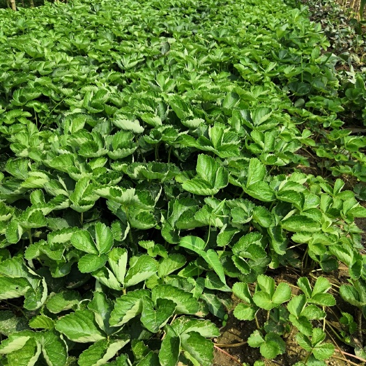 泰安 妙香草莓苗