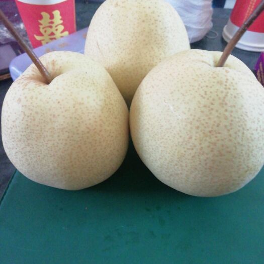 绿宝石梨 绿宝石
