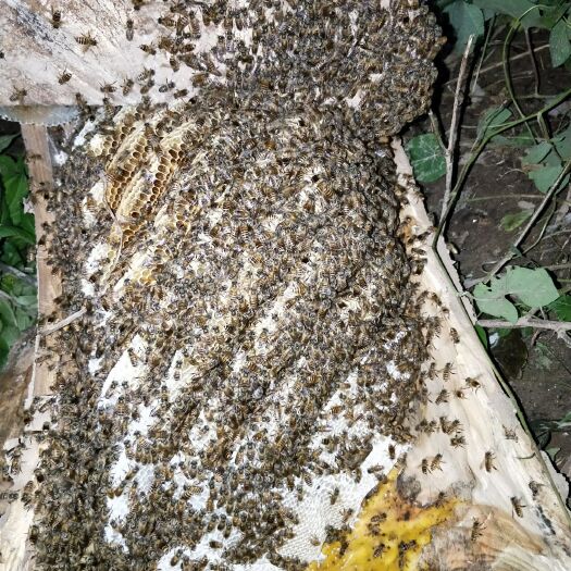  原味中国  拍摄地  棒棒桶  土蜂蜜  一年割一次