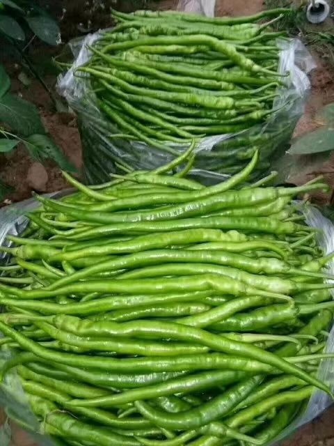 夏邑县大棚线椒大量上市供货