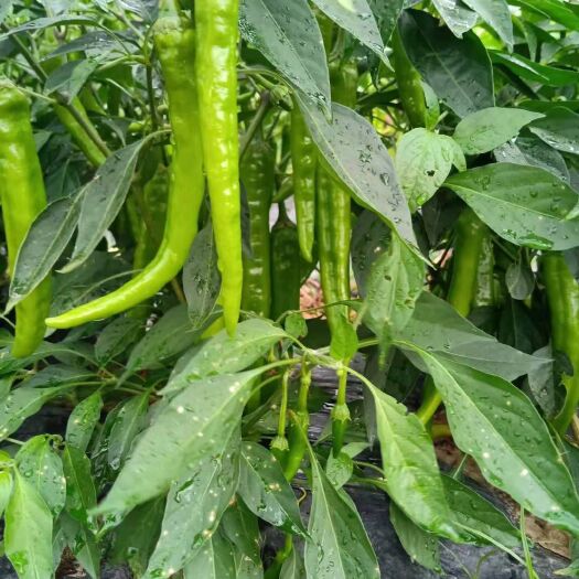辉南县 大量供应辣椒