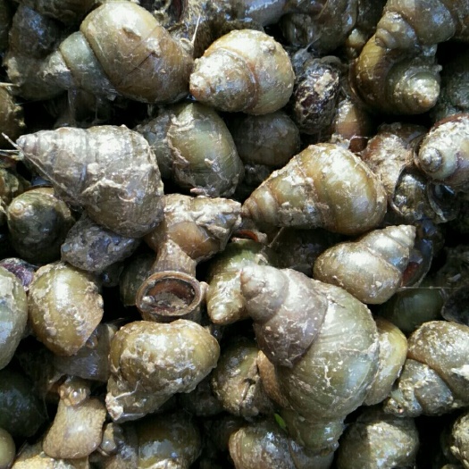 灵璧县石螺 青壳薄壳食用螺，1.4起
