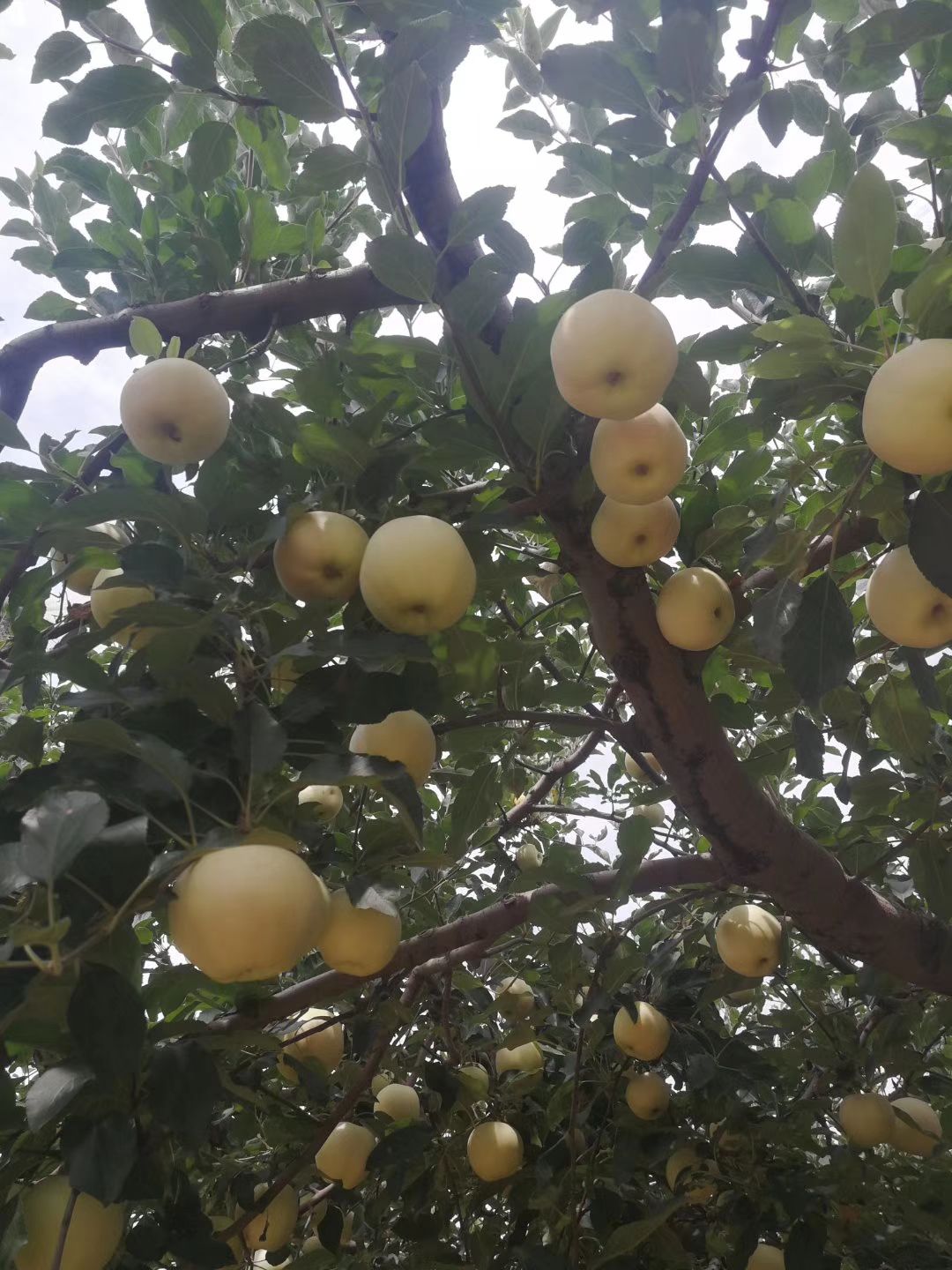 嘎啦苹果 70mm以上 片红 纸袋