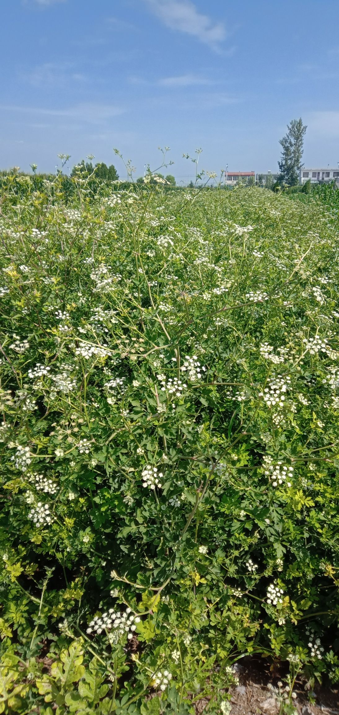 白花前胡种子