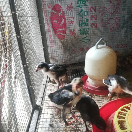 南宁 泰国斗鸡鸡苗