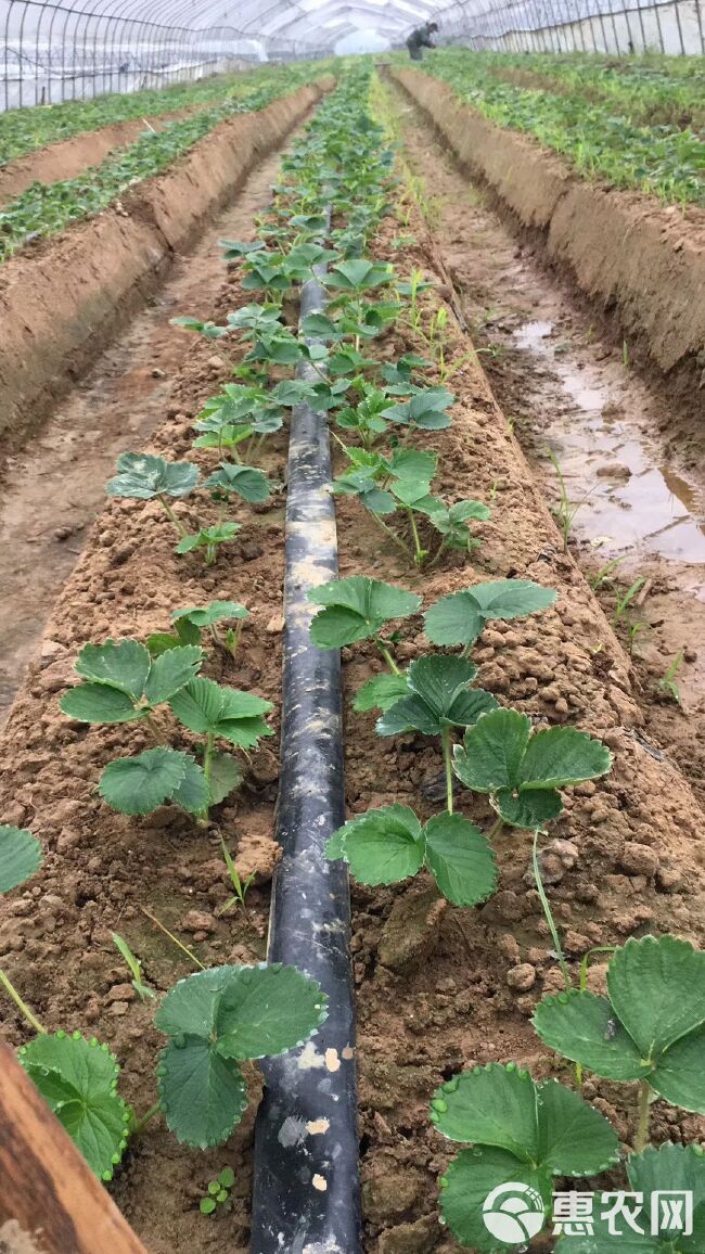 妙香七号草莓苗 优质草莓苗基地 假值草莓苗