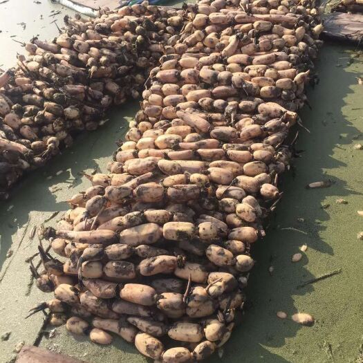 监利市新35 一手货源，自己合作社种植