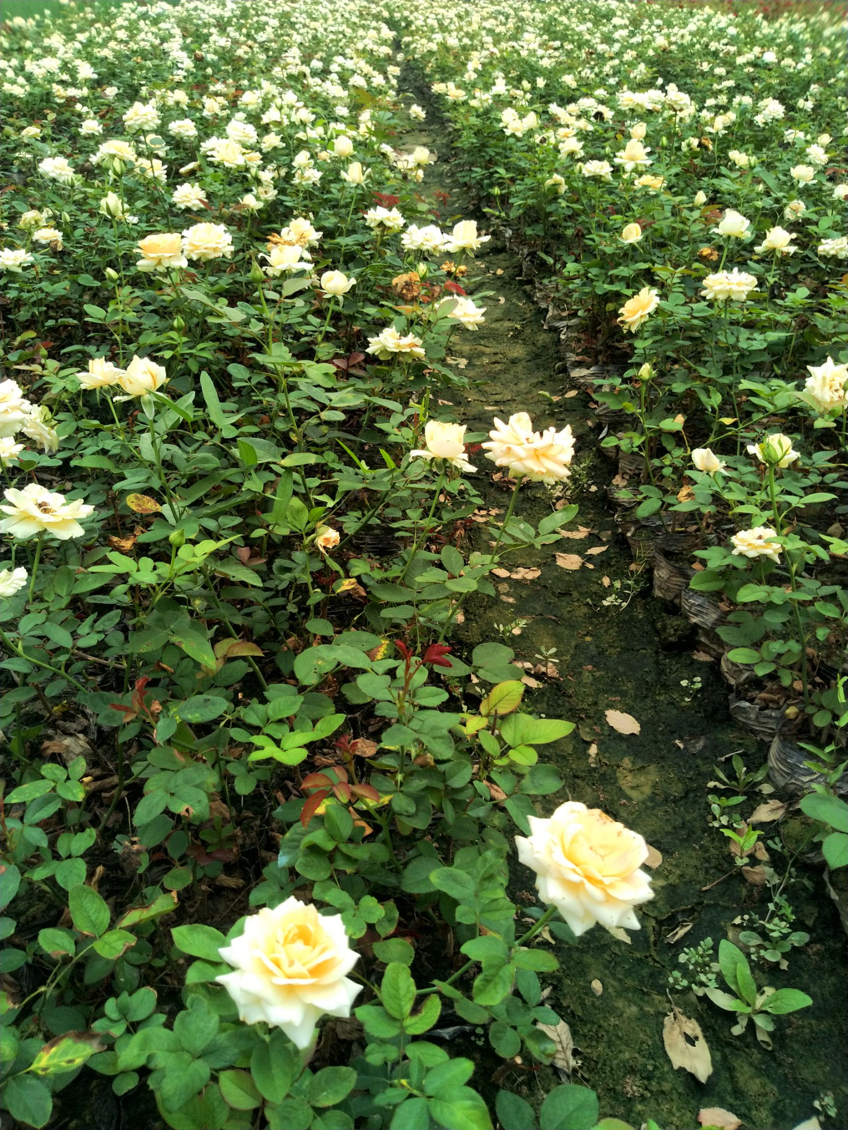  营养杯黄花月季 基地直销 现挖现发 四季有花质量优价格便宜