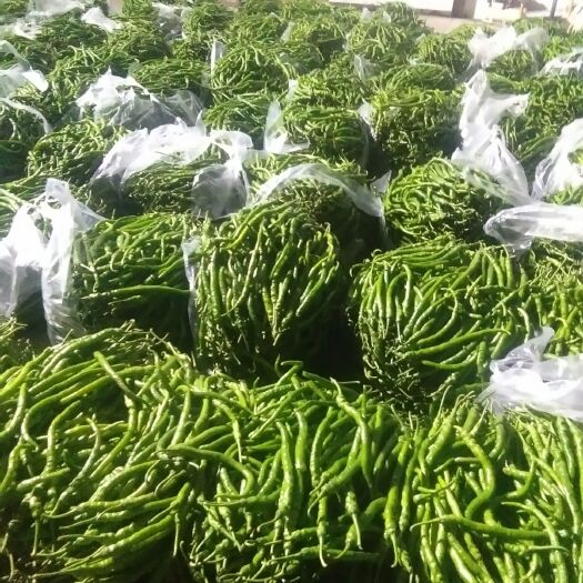 商丘 精品线椒