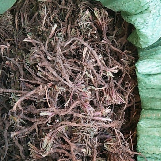 临洮县黑柴胡 货真价实，保质保量