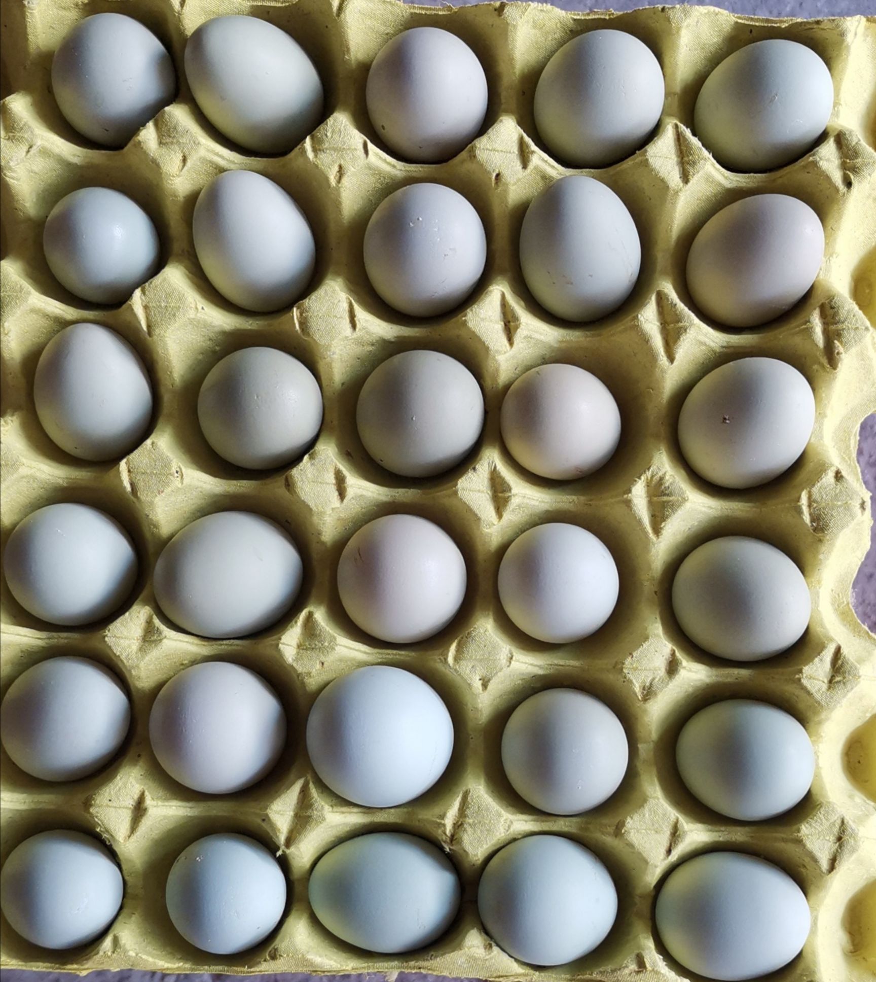 武汉绿壳鸡蛋 新鲜优质的绿壳蛋