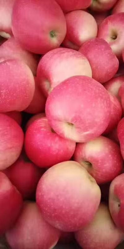 合阳县嘎啦苹果 红嘎啦
