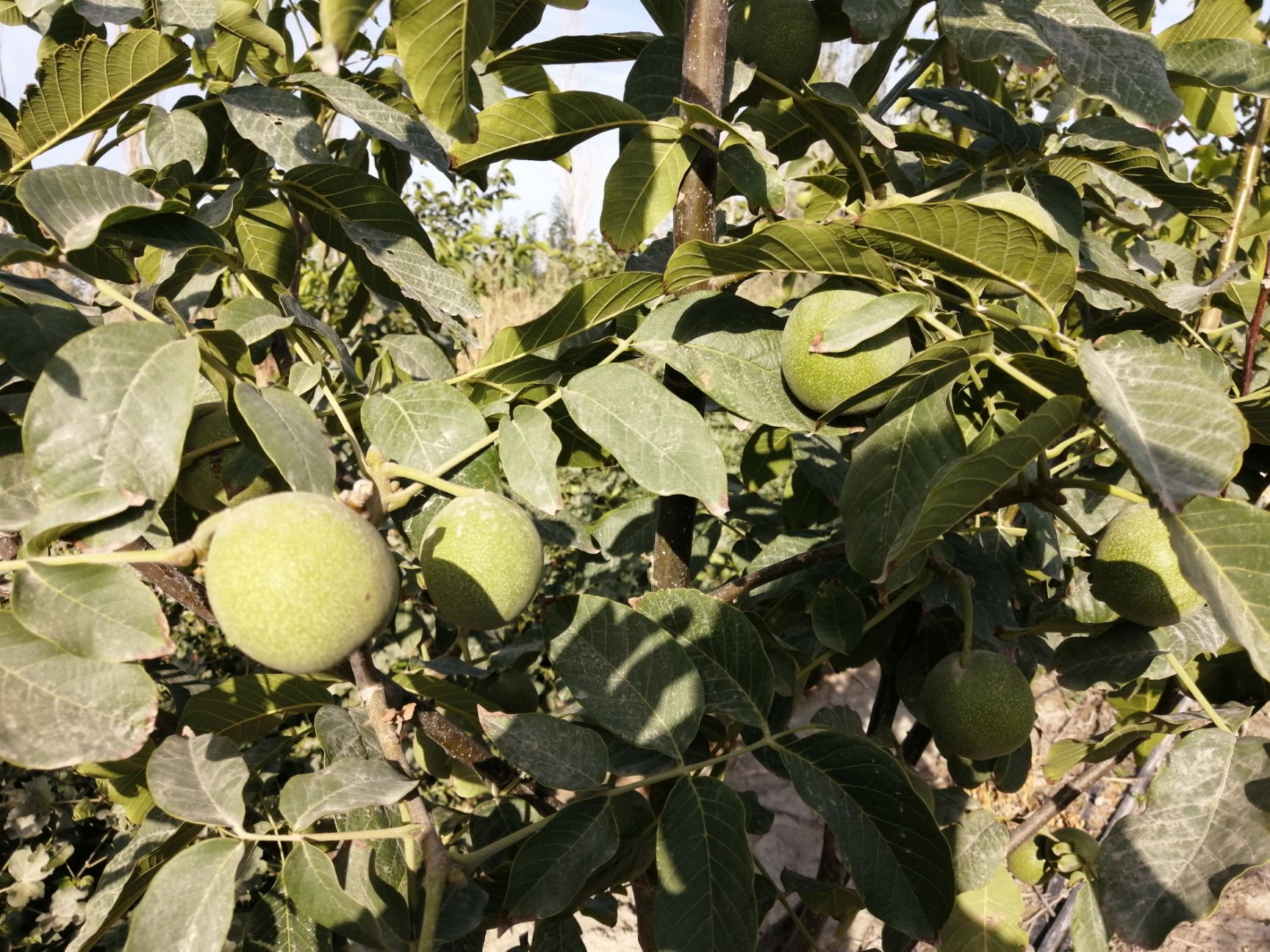  出售185青皮核桃，个大果实饱满，45mm以上！