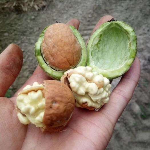 浮山县 青皮核桃，品种核桃，