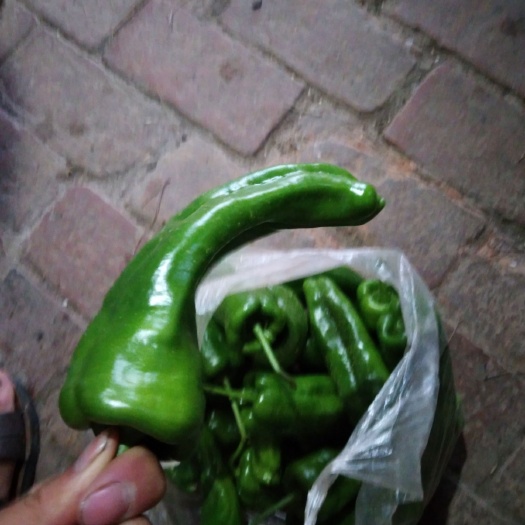 洛南县 辣椒大量现货