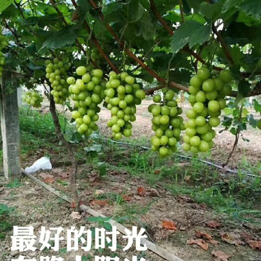 澧县 最好的时光，阳光玫瑰