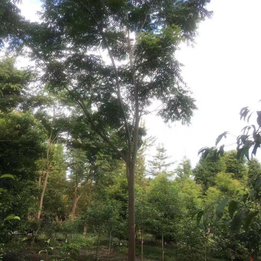 成都 成都栾树基地直供10-20公分