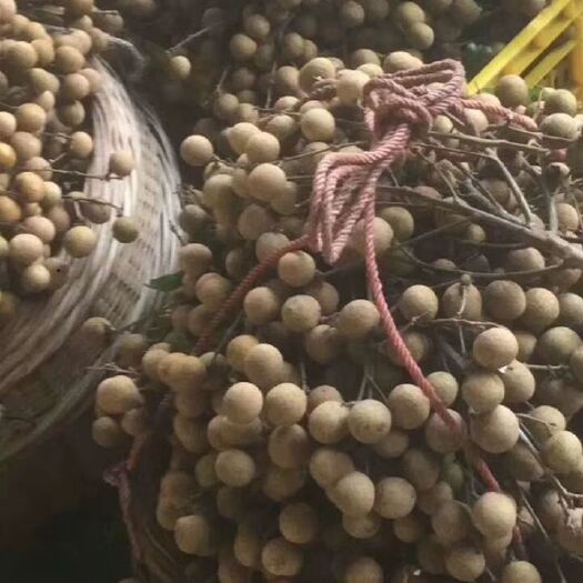 博白县 博白特产 博白桂圆自家果树，自家加工，剂。