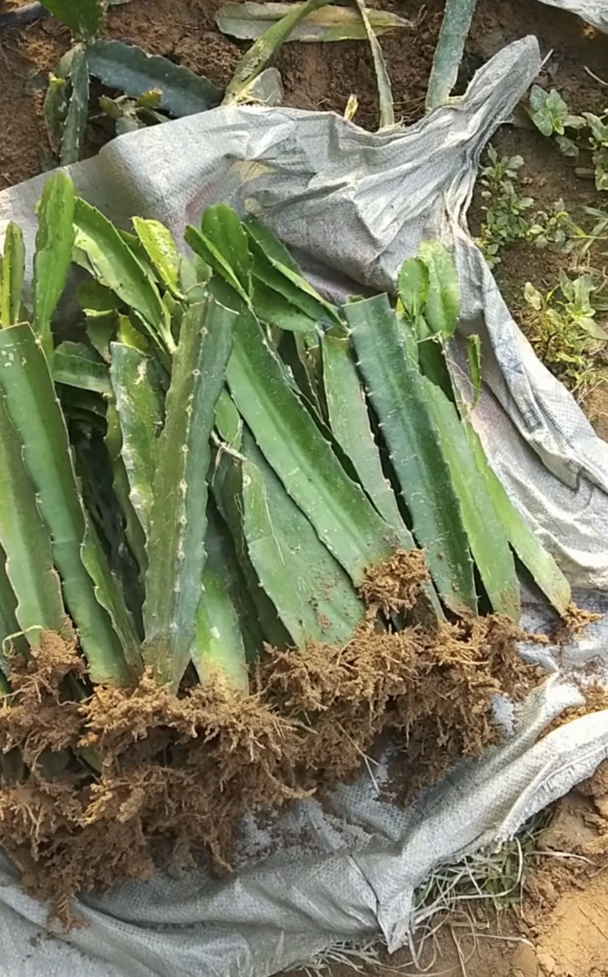  火龙果苗 燕窝果苗 黄龙果苗 红心火龙果苗金都一号