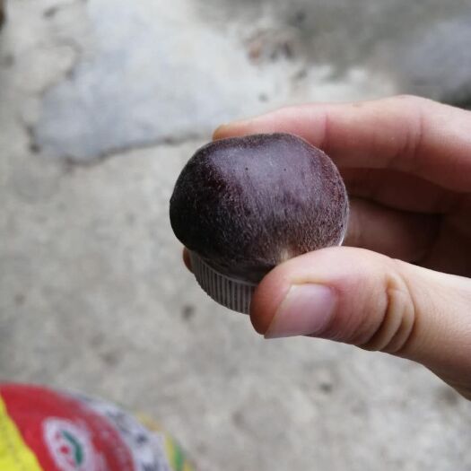 盐源县红光栗 瓶盖大小，供应炒货