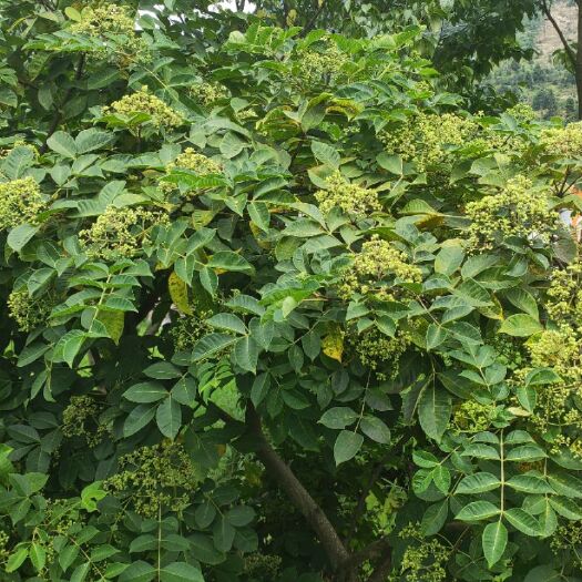  中花吴茱萸苗，苗圃直供